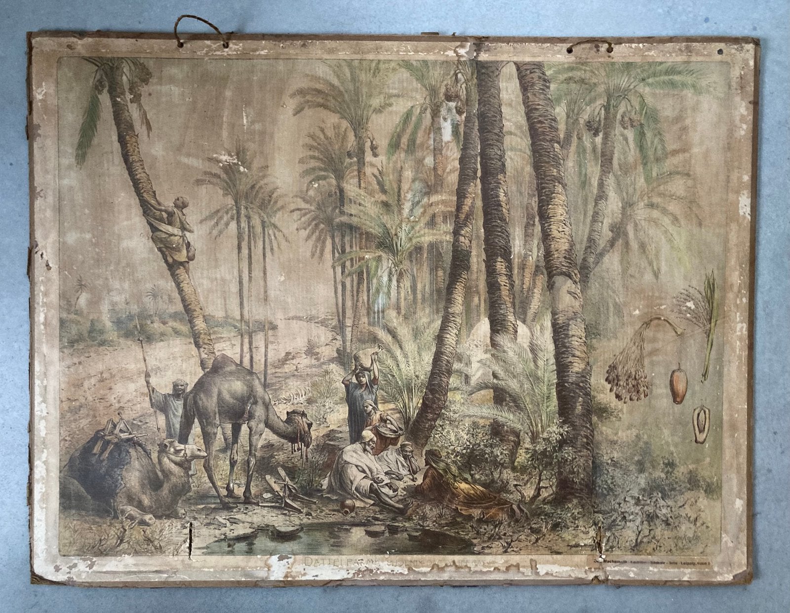Oude schoolplaat - Asië, Ophalen, Natuur en Biologie