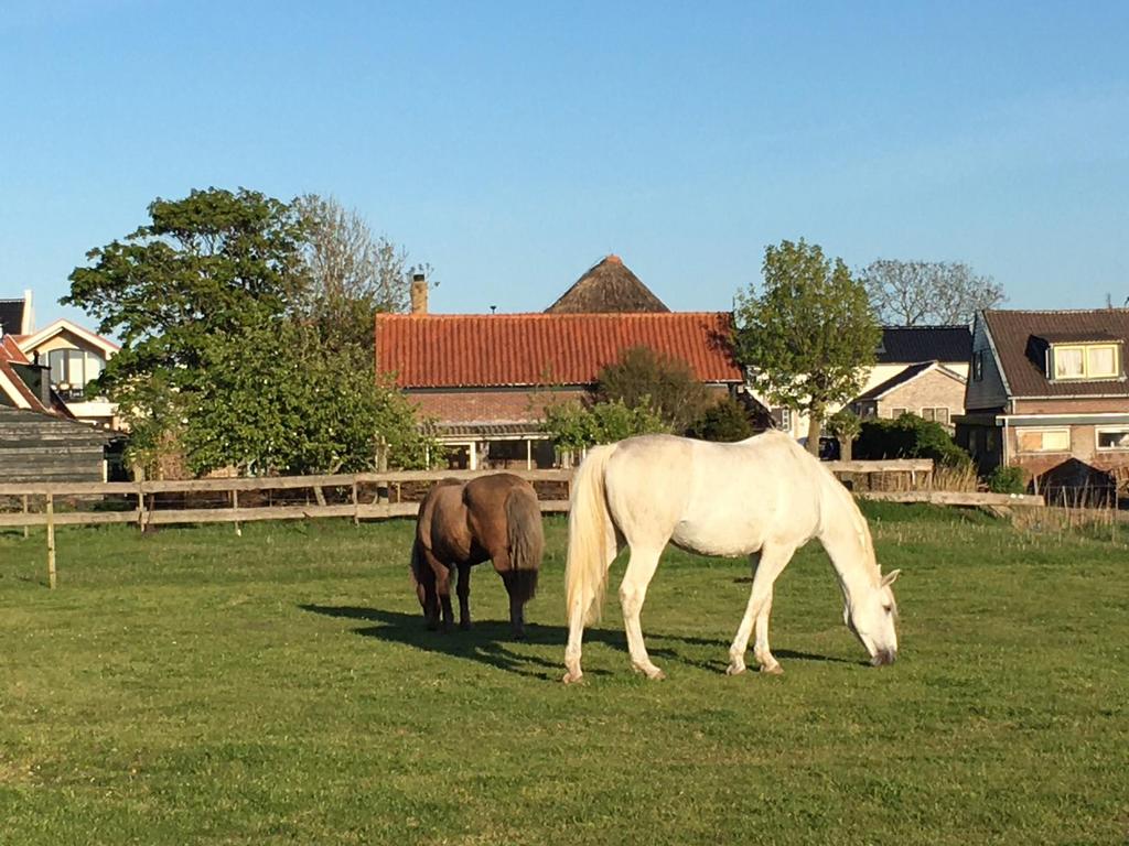 Paddock Paradise, Dieren en Toebehoren, Stalling en Weidegang, Weidegang, 1 paard of pony