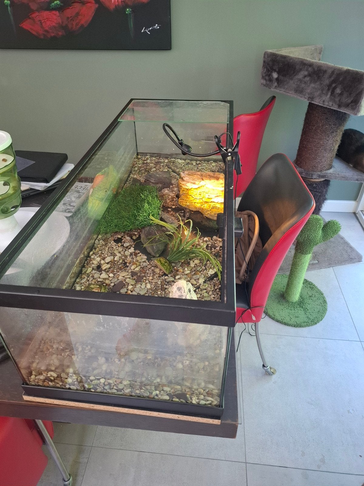 Schildpadden aquarium 1 meter aquatlantis tortum, Ophalen