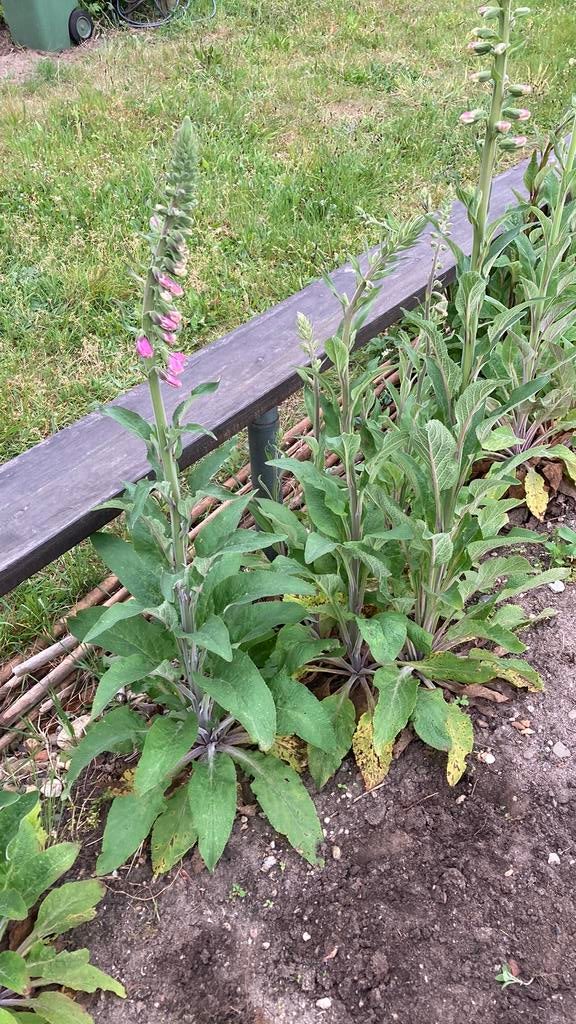 Vingerhoedskruid digitalis, Ophalen, Eenjarig, Groenteplanten, Volle zon