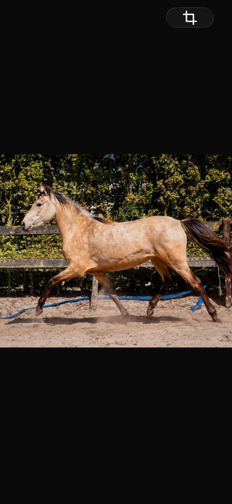 Lusitano x andalusier valk merrie  3 jaar, Dieren en Toebehoren, Paarden, Merrie, Minder dan 160 cm, Dressuurpaard, 3 tot 6 jaar