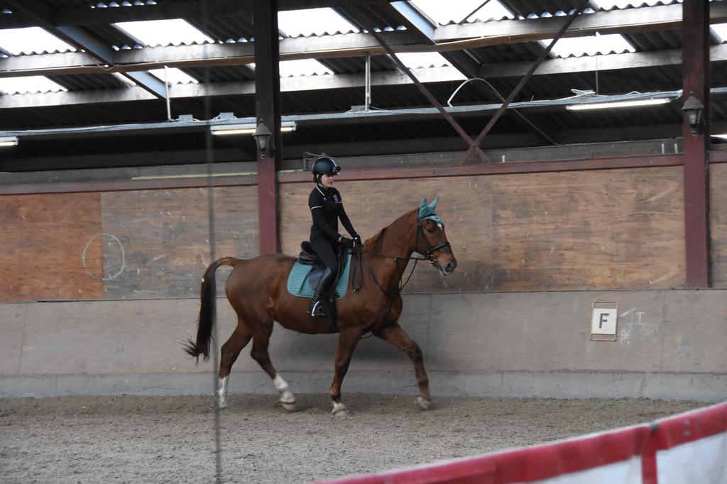 Bijrijder aan geboden / verzorg/bijrijd paard gezocht, Ophalen of Verzenden, Zo goed als nieuw