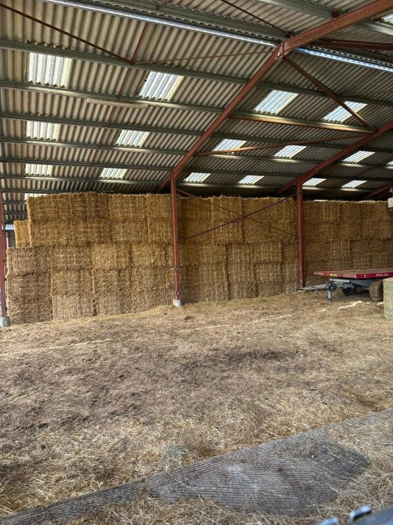 stro, Dieren en Toebehoren, Dierenvoeding, Ophalen of Verzenden, Vee