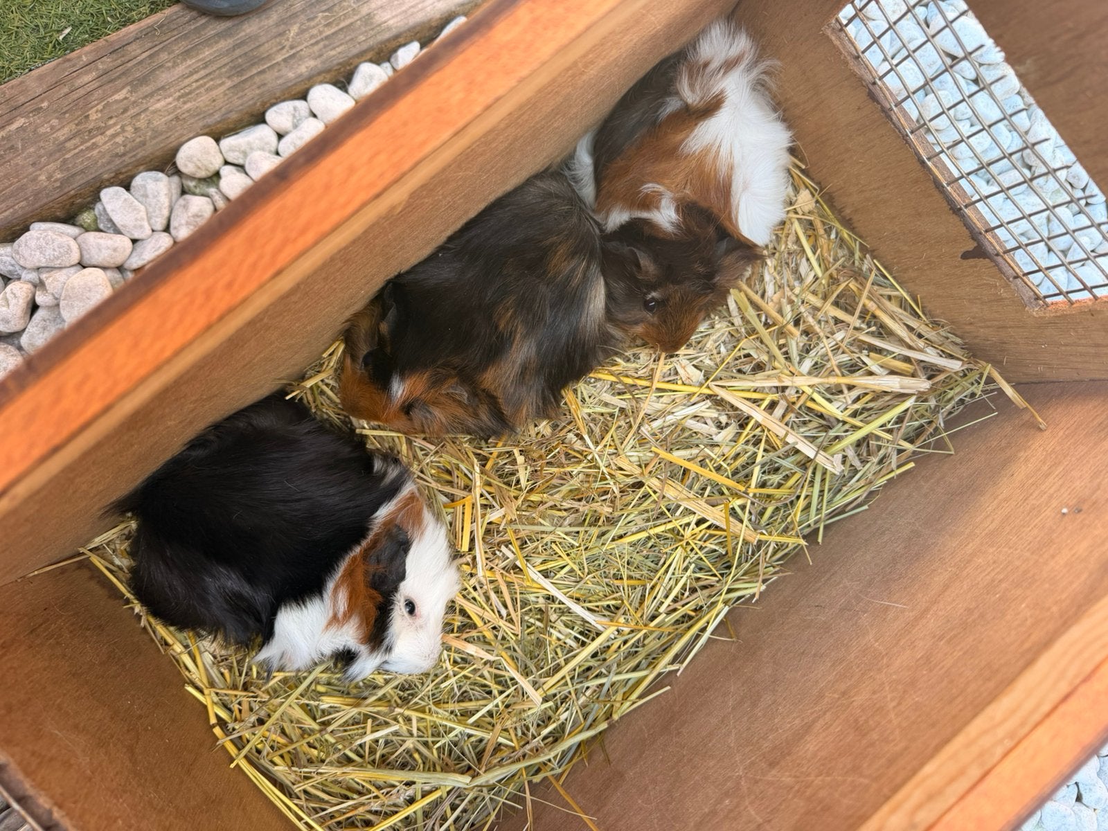 Cavia’s, Dieren en Toebehoren, Knaagdieren, Juli, Mannelijk, Cavia