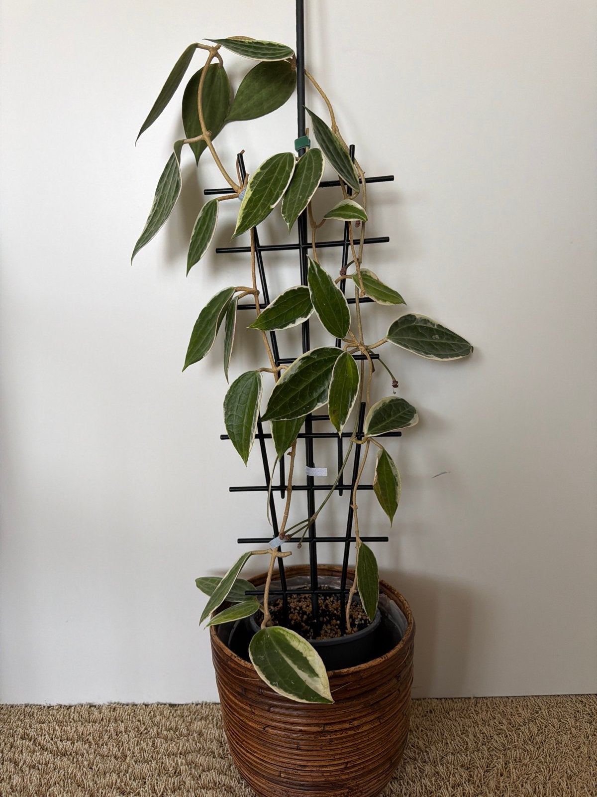 Hoya Latifolia Albomarginata, Huis en Inrichting, Kamerplanten, Ophalen, Halfschaduw, Minder dan 100 cm