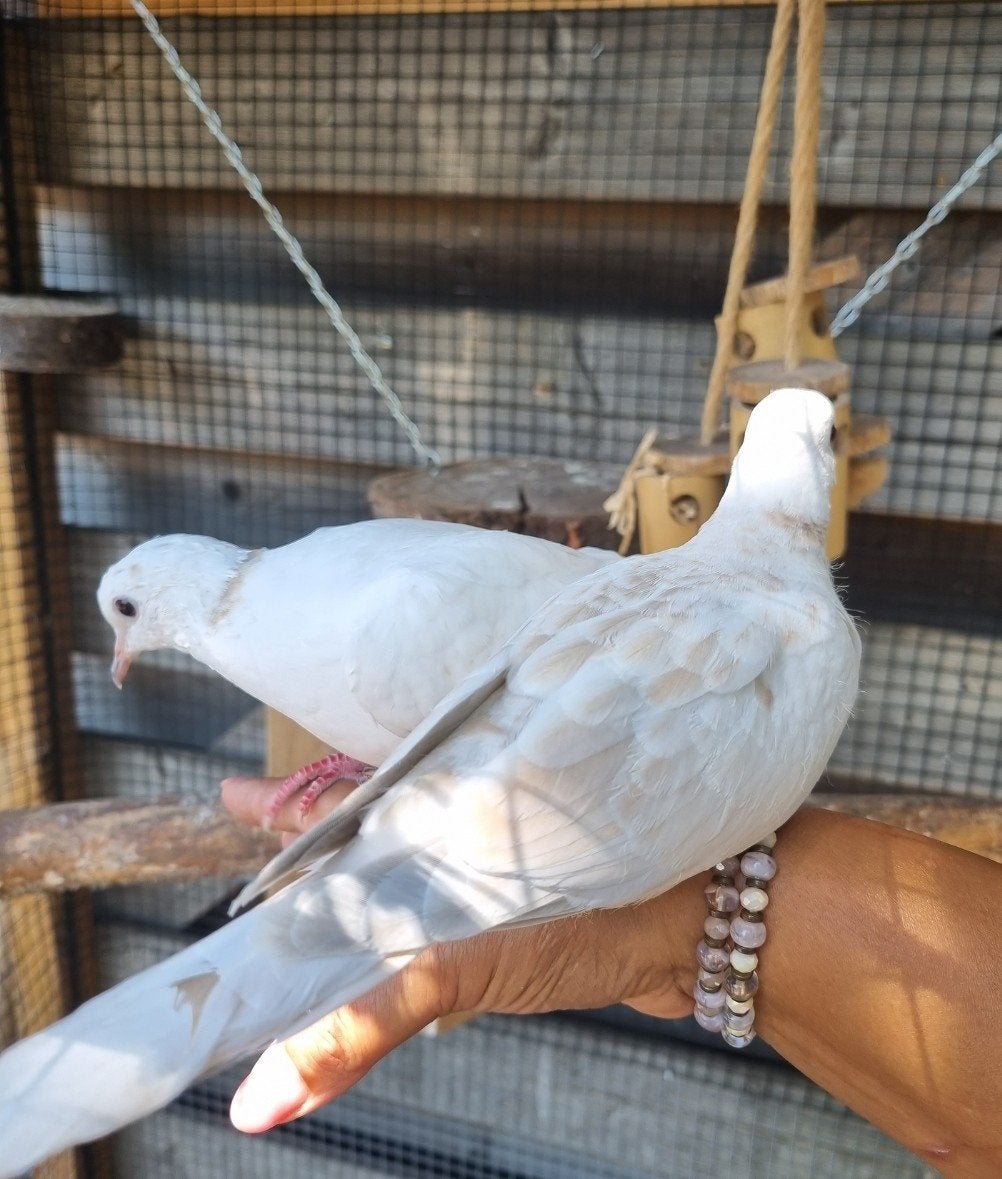tortelduif duiven duif, Meerdere dieren, Postduif