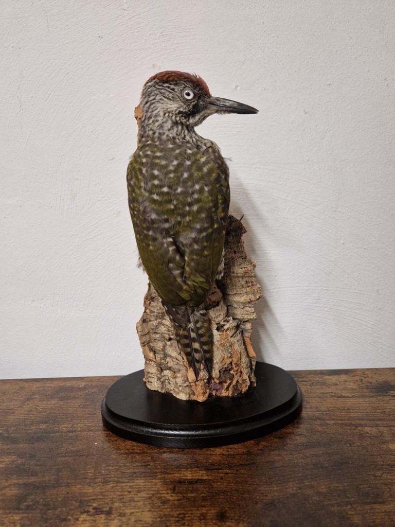Opgezette juveniele groene specht, Verzamelen, Ophalen, Zo goed als nieuw, Vogel, Opgezet dier