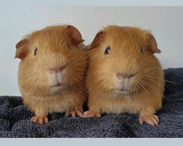 Twee leuke broertjes te koop, Dieren en Toebehoren, Knaagdieren, Mannelijk, Cavia, Januari