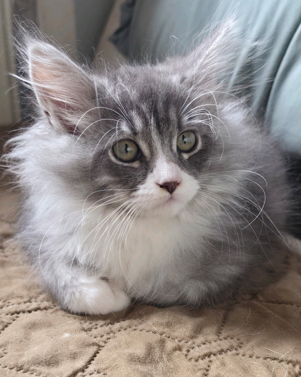 5 prachtige kittens kruising maine coon / Siberische kat, Dieren en Toebehoren, Meerdere dieren, Met stamboom, 0 tot 2 jaar