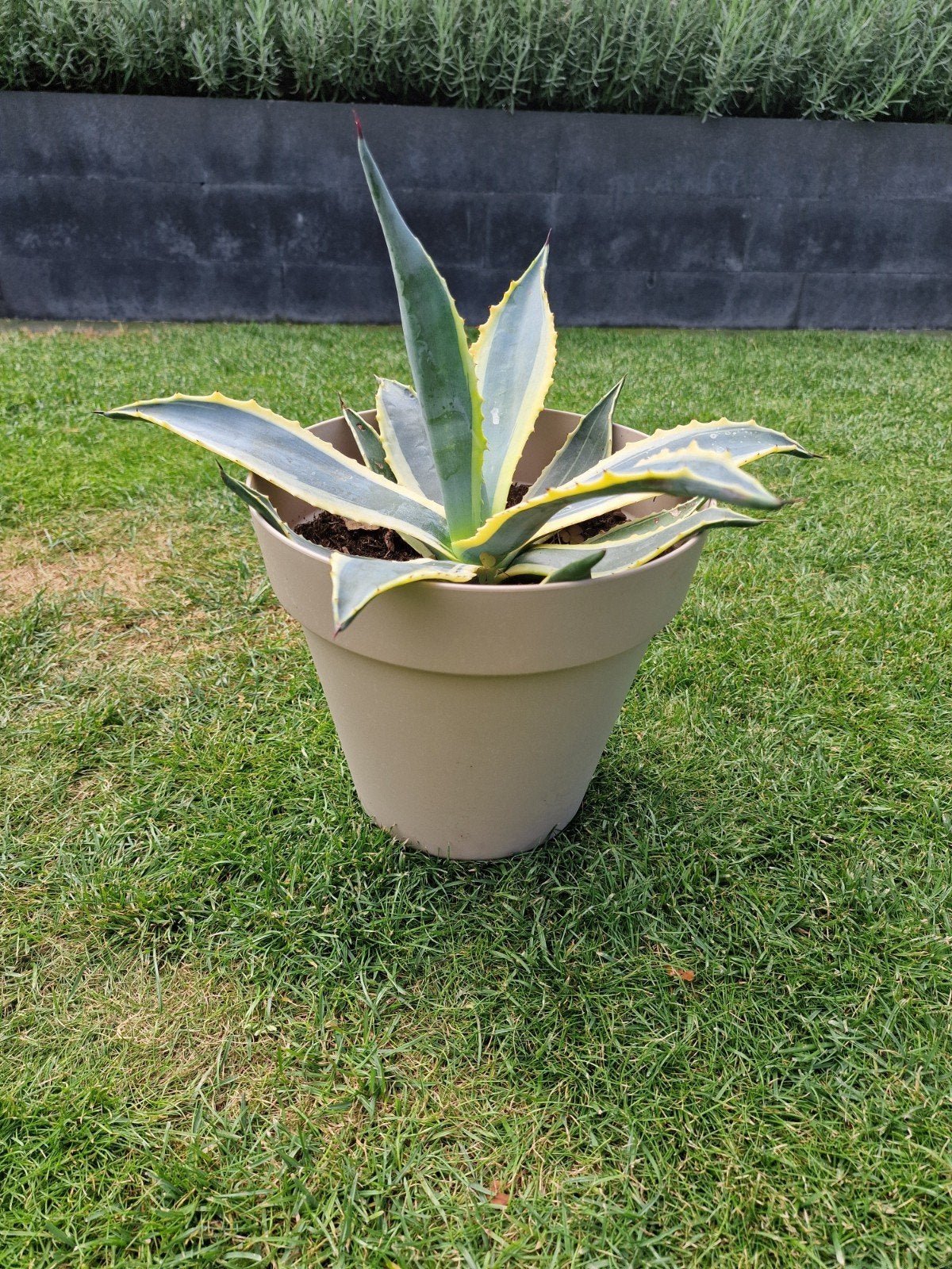 Agave plant, Tuin en Terras, Planten | Tuinplanten, Volle zon, Vaste plant, Bloeit niet, Ophalen