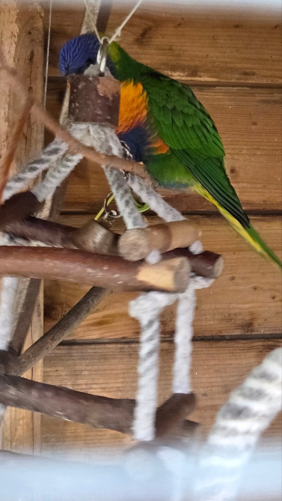 2 jonge geringde lori van de blauwe bergen te koop, Dieren en Toebehoren, Vogels | Parkieten en Papegaaien, Geslacht onbekend