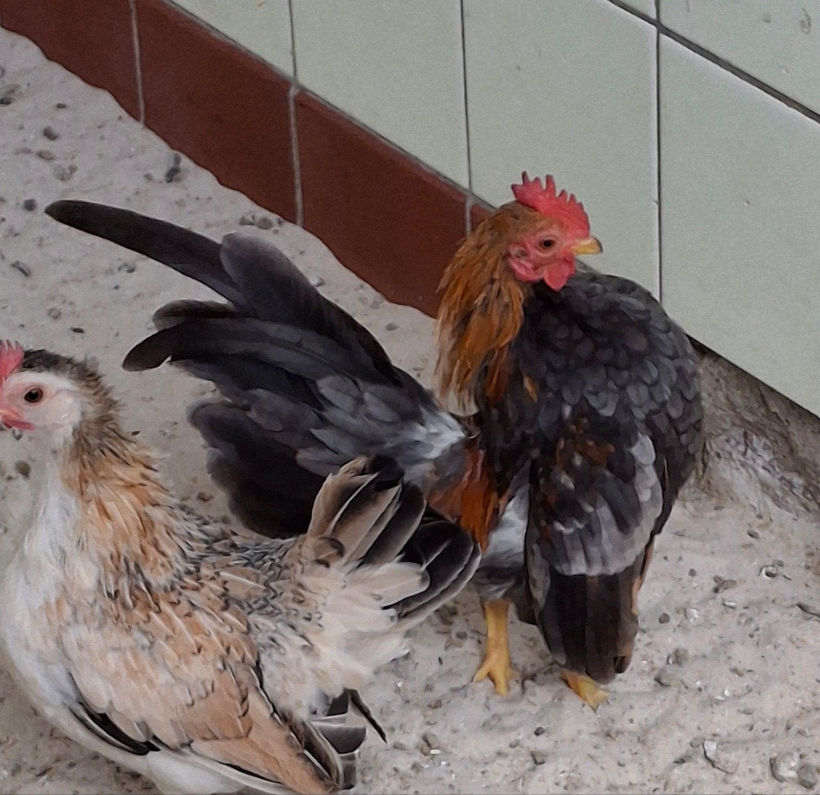 mooi haantje, Dieren en Toebehoren, Mannelijk, Kip