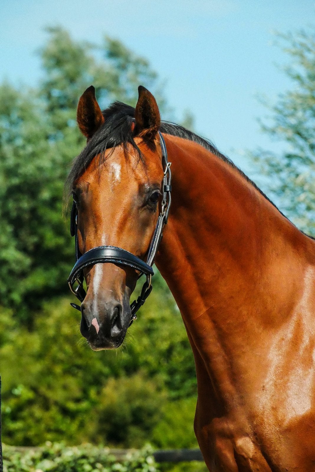 Talentvolle 2-jarige merrie uit top moederlijn, Merrie, Met stamboom, Dressuurpaard, 0 tot 2 jaar