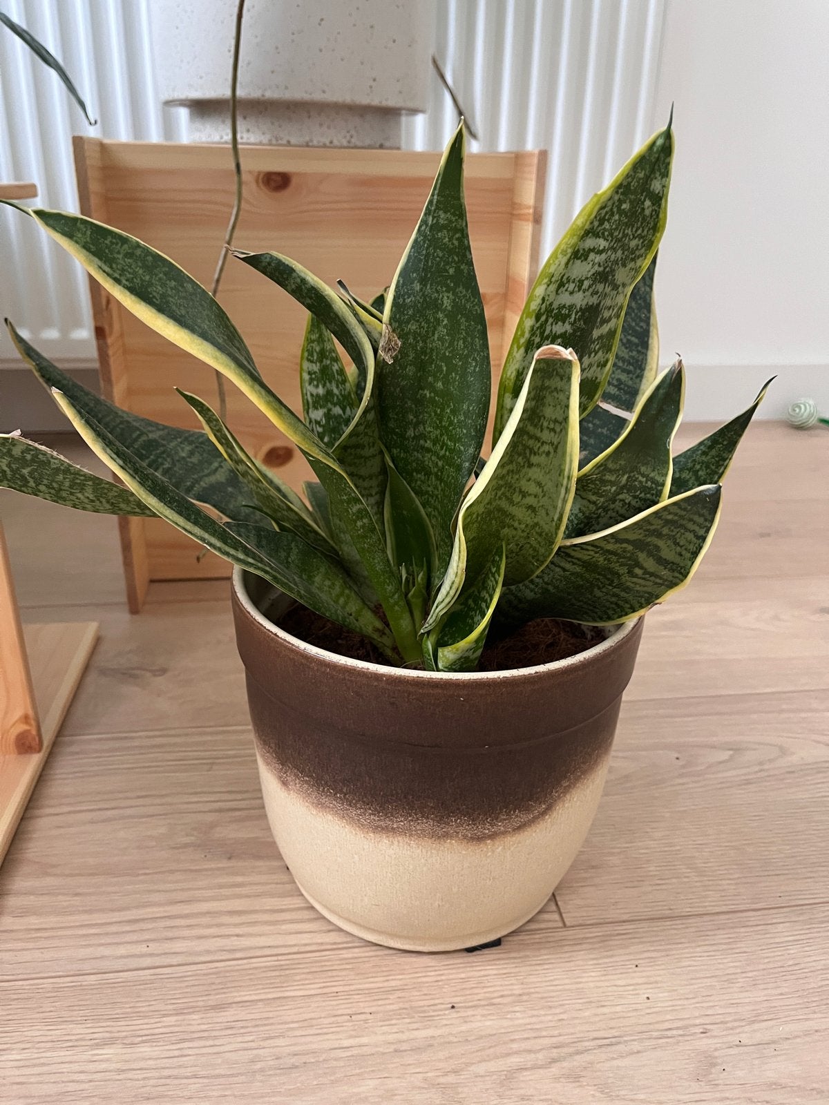 Sanseveria in vintage pot, Ophalen, Overige soorten, Halfschaduw, In pot