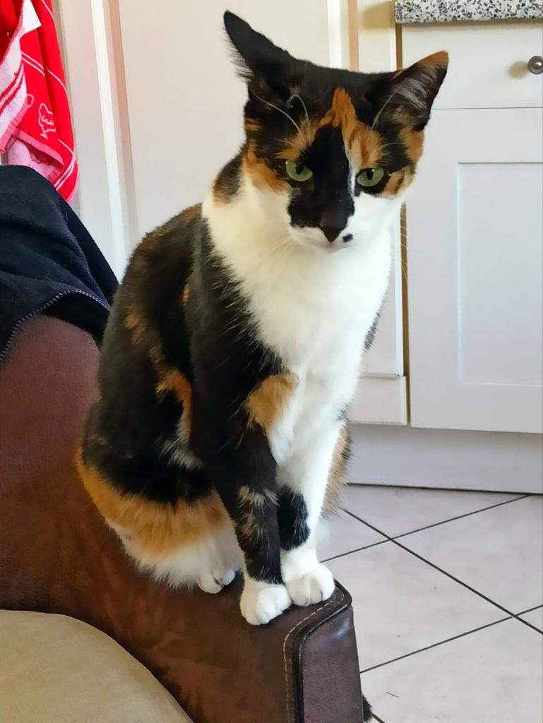 Spoed plaats gezocht, Poes