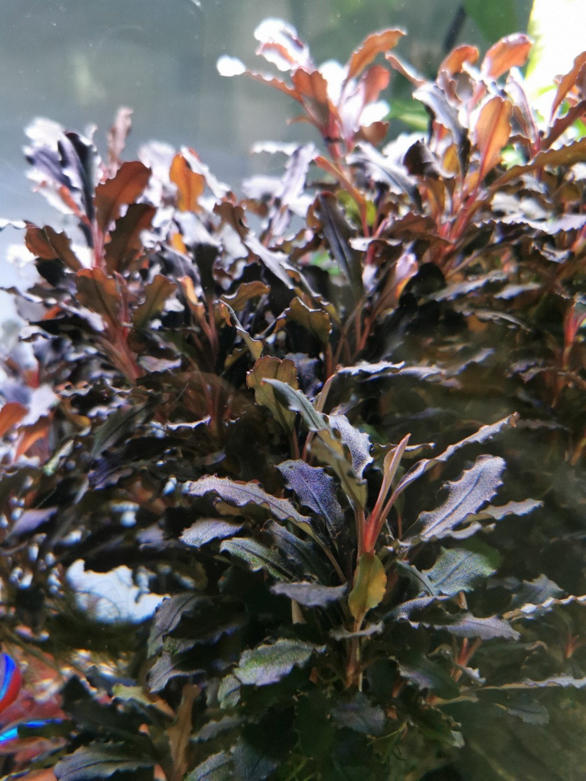 aquarium planten, Dieren en Toebehoren, Ophalen, Decoratie