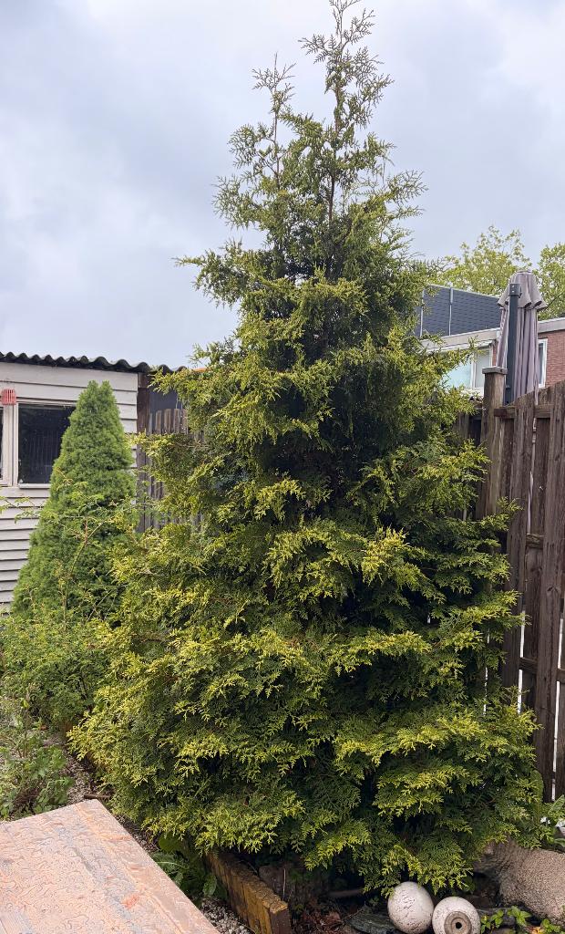 Boom, Tuin en Terras, Ophalen, Volle zon, Overige soorten, 100 tot 250 cm