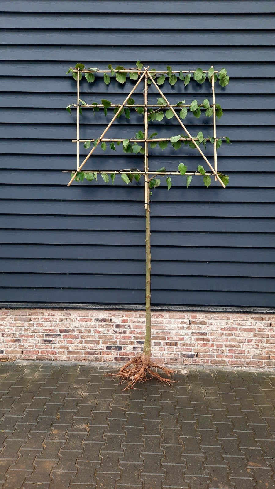 Tilia 'Pallida'  Leilinde, Lindeboom ☘️, Ophalen, Nieuw