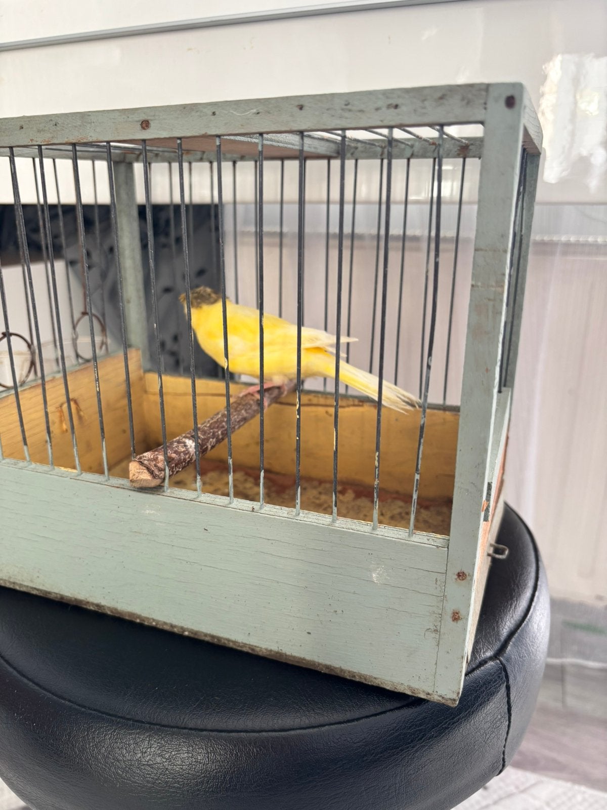 Kanarie  men 26, Ophalen of Verzenden, Zo goed als nieuw, Hout, Vogelkooi