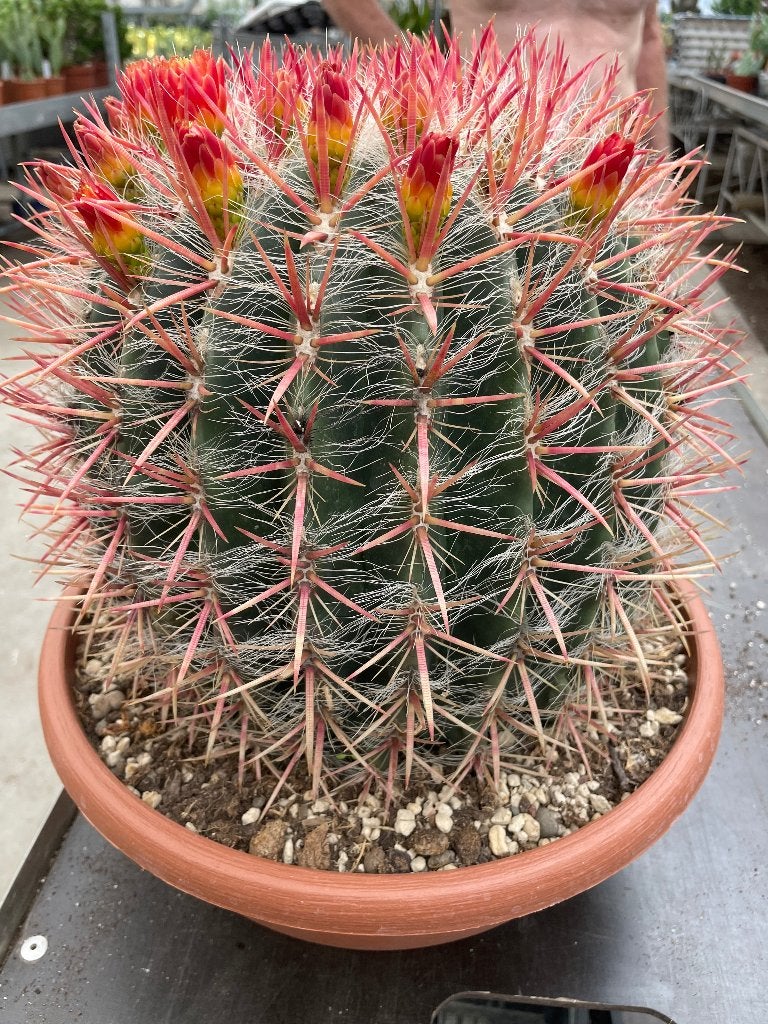 Cactus Ferocactus Stainesii var. Pilosus pot 32 cm, Huis en Inrichting, Kamerplanten, Ophalen of Verzenden, Minder dan 100 cm