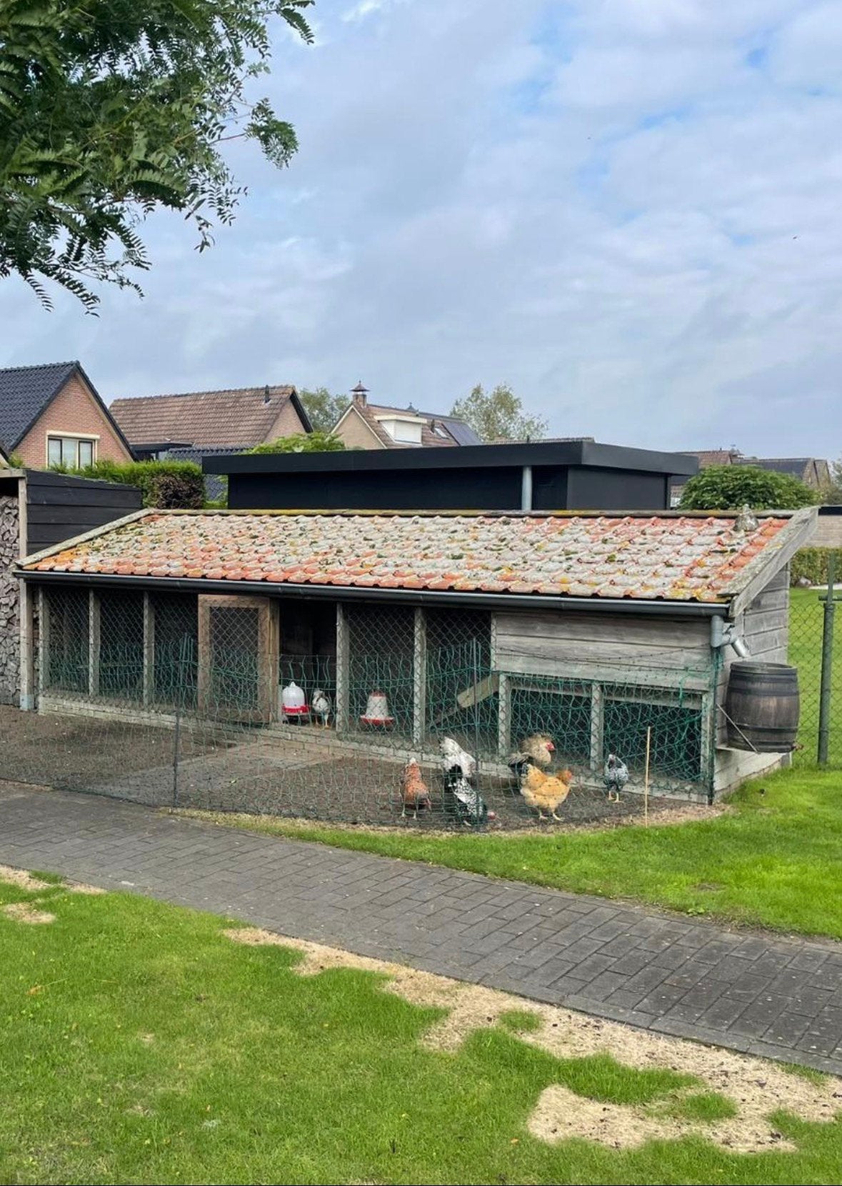 Compleet kippenhok, Ophalen, Gebruikt, Kippenhok of Kippenren