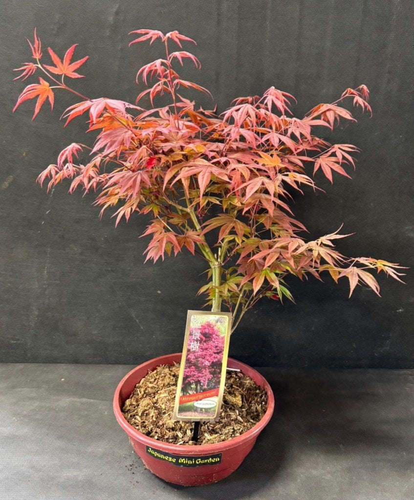 Japanse Acer Bonsai buiten in diverse soorten, Tuin en Terras, In pot, Bloeit niet, Halfschaduw, Minder dan 100 cm