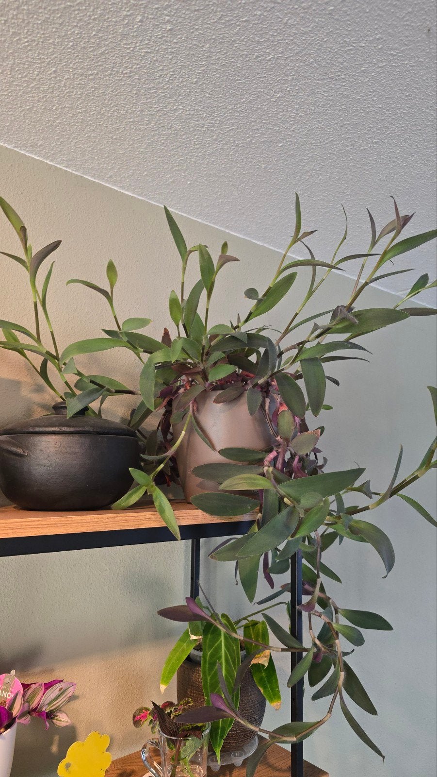 Grote Tradescantia pallida - Vaderplant, Huis en Inrichting, Kamerplanten, Ophalen, Halfschaduw, Minder dan 100 cm