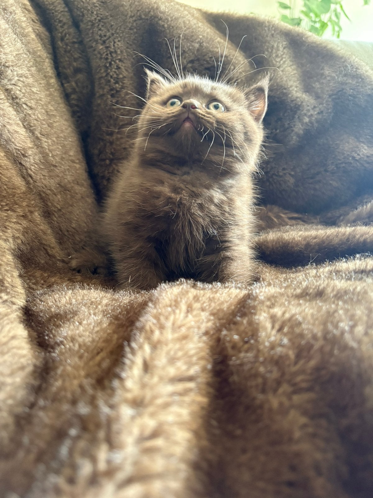 Lieve Brits korthaar kittens met stamboom, Meerdere dieren, Met stamboom, 0 tot 2 jaar