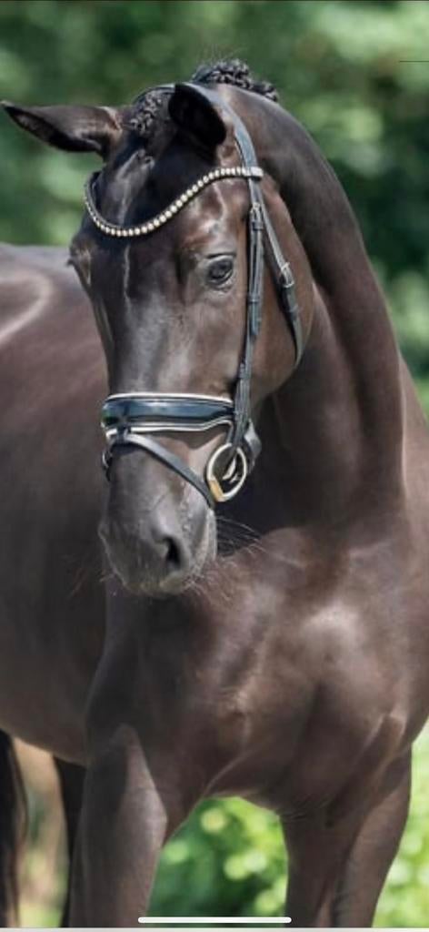 Prachtige talentvolle zwarte parel, Dieren en Toebehoren, Merrie, Met stamboom, Dressuurpaard, L