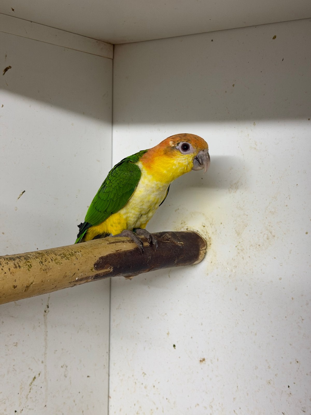 Caique Roestkop 2026, Dieren en Toebehoren, Geslacht onbekend, Papegaai, Geringd
