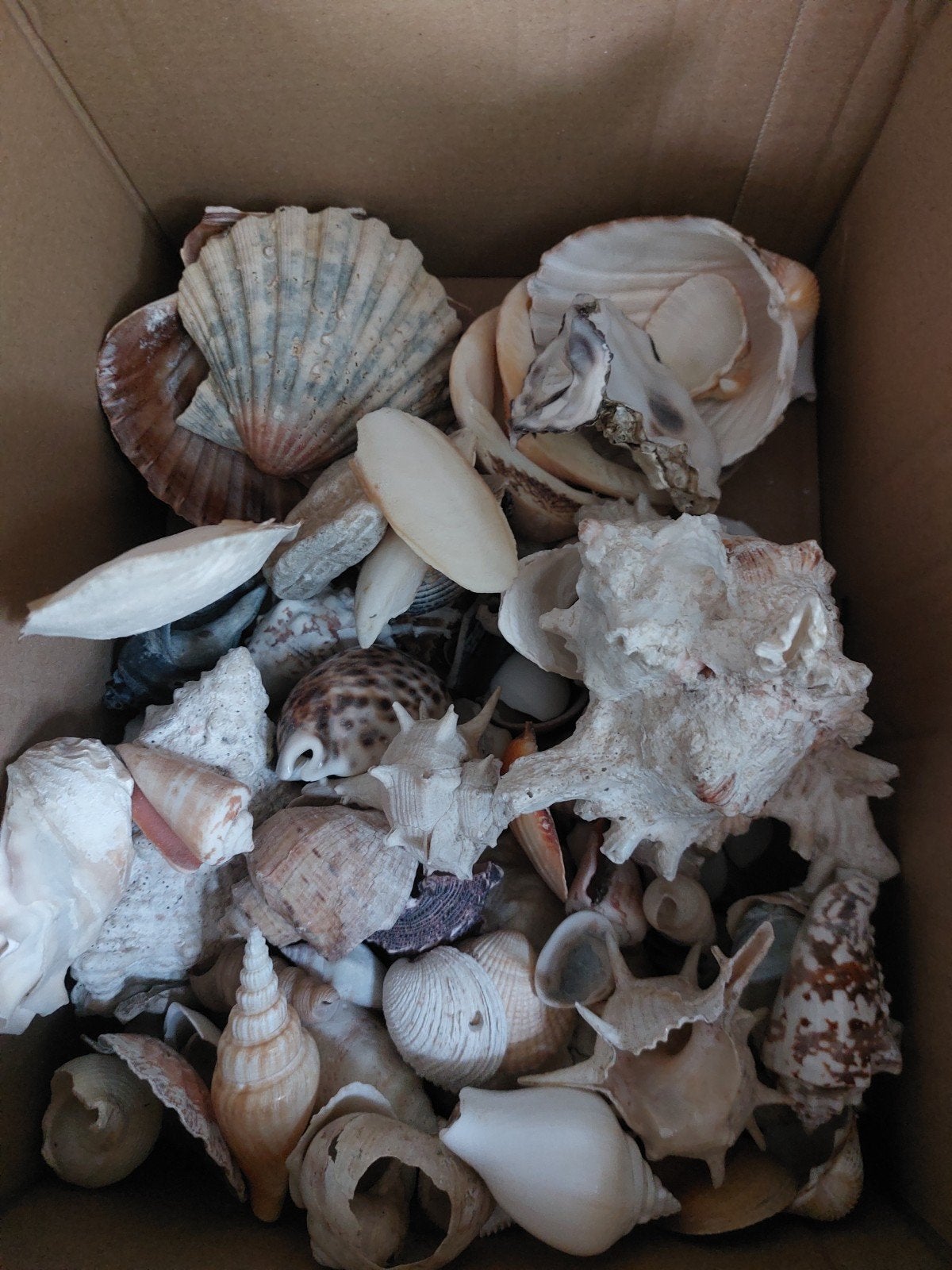 Decoratieve schelpen, mix in doos, Gebruikt, Meerkleurig, Mediterraans, Ophalen of Verzenden