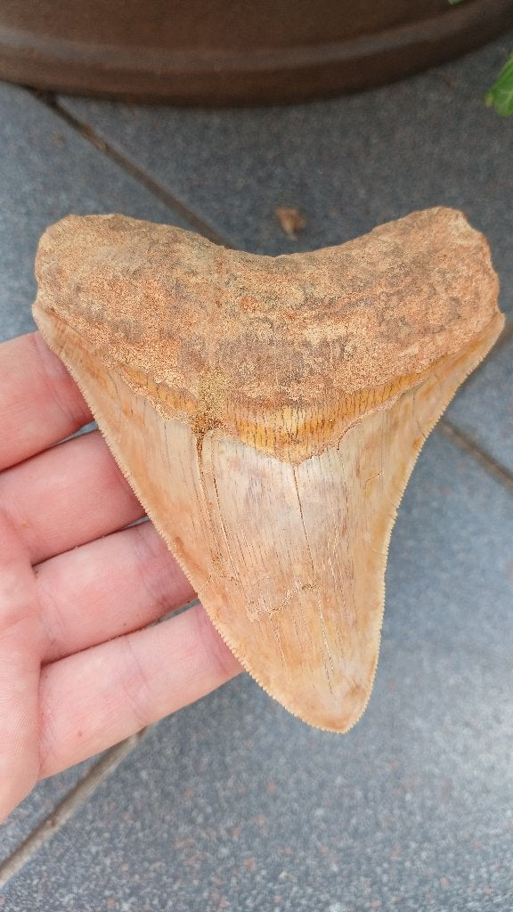 Grote Megalodon haaientand 11,1 cm fossiel, Verzamelen, Mineralen en Fossielen, Ophalen of Verzenden, Fossiel