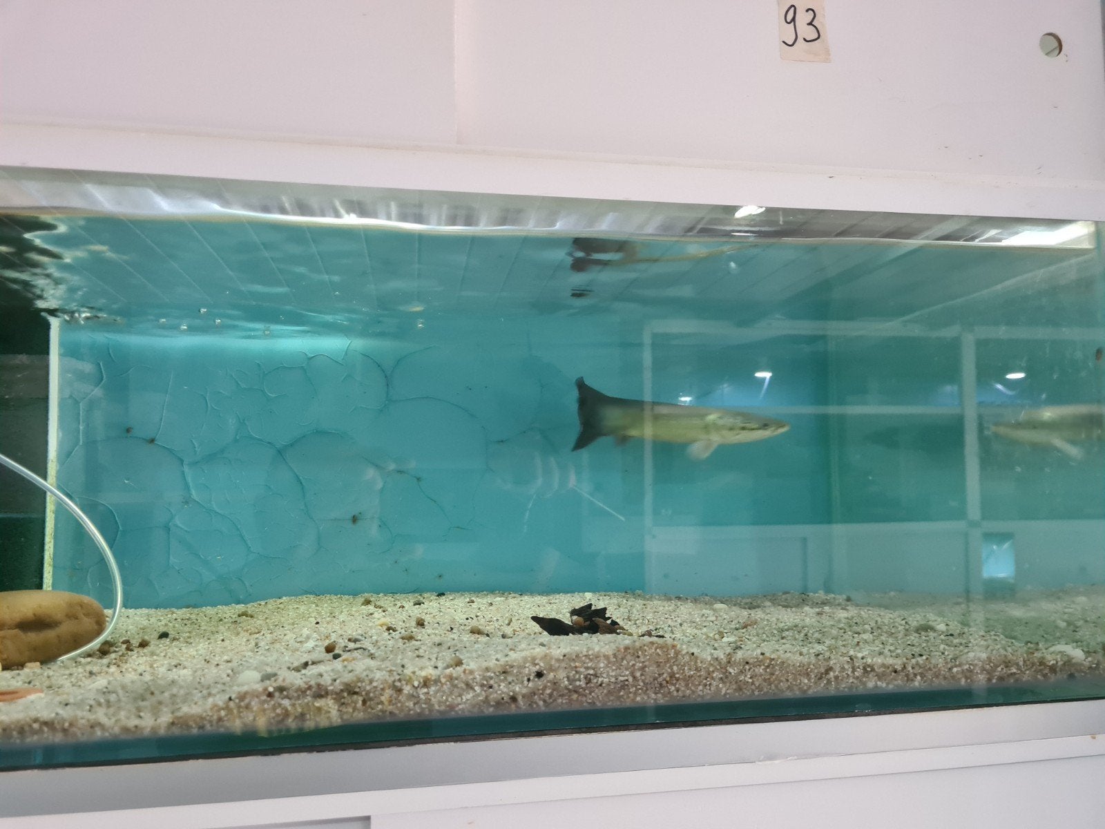 Arapaima Gigas, Pirarucu, Vis, Zoetwatervis