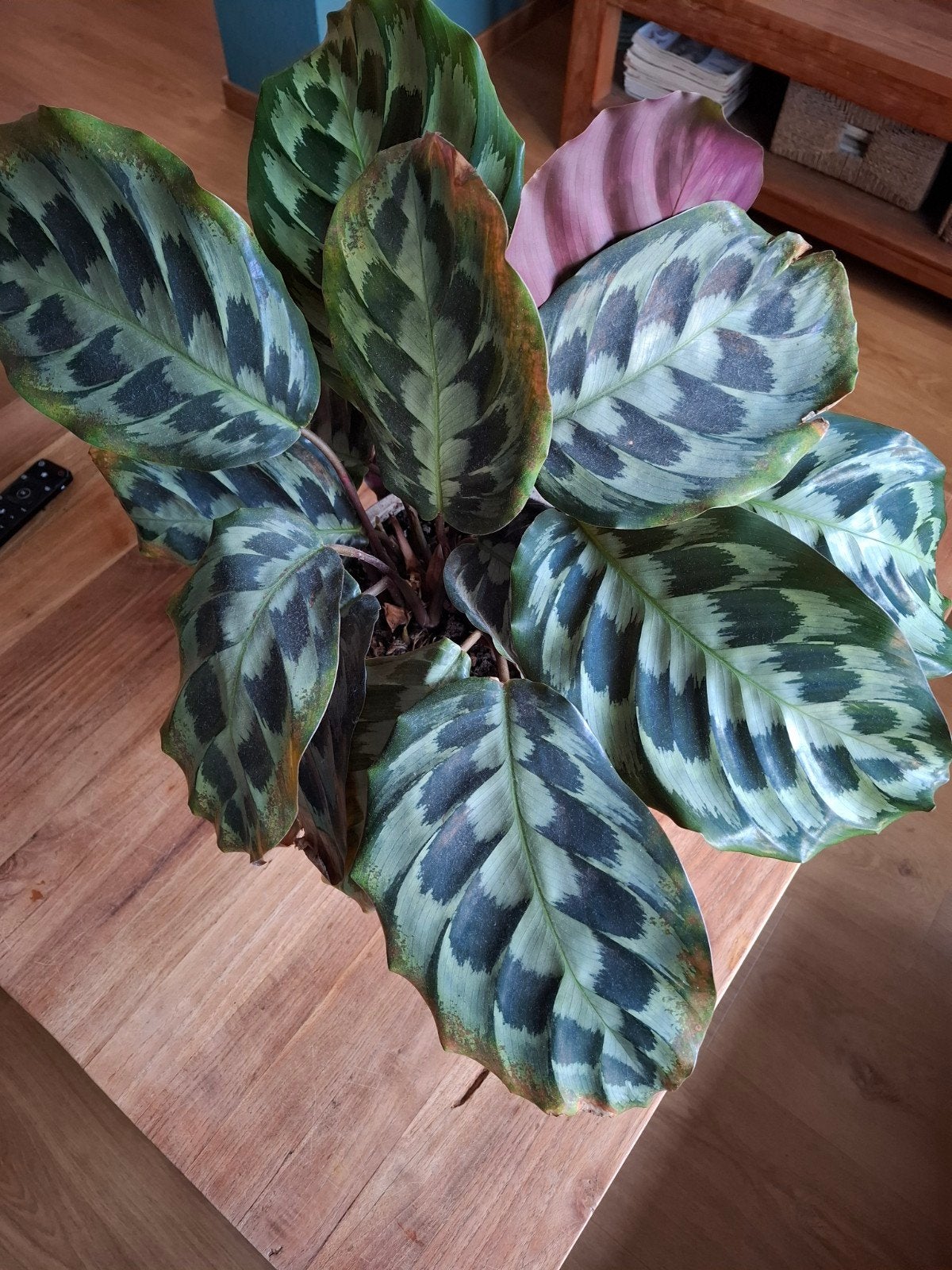calathea kamerplant, Ophalen, Halfschaduw, Minder dan 100 cm