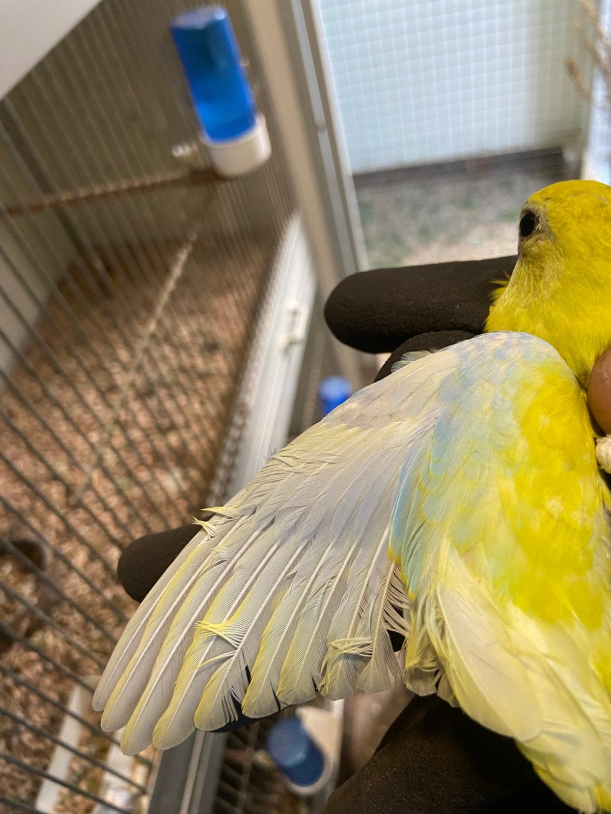 Te koop 2 turqusines, Meerdere dieren, Parkiet