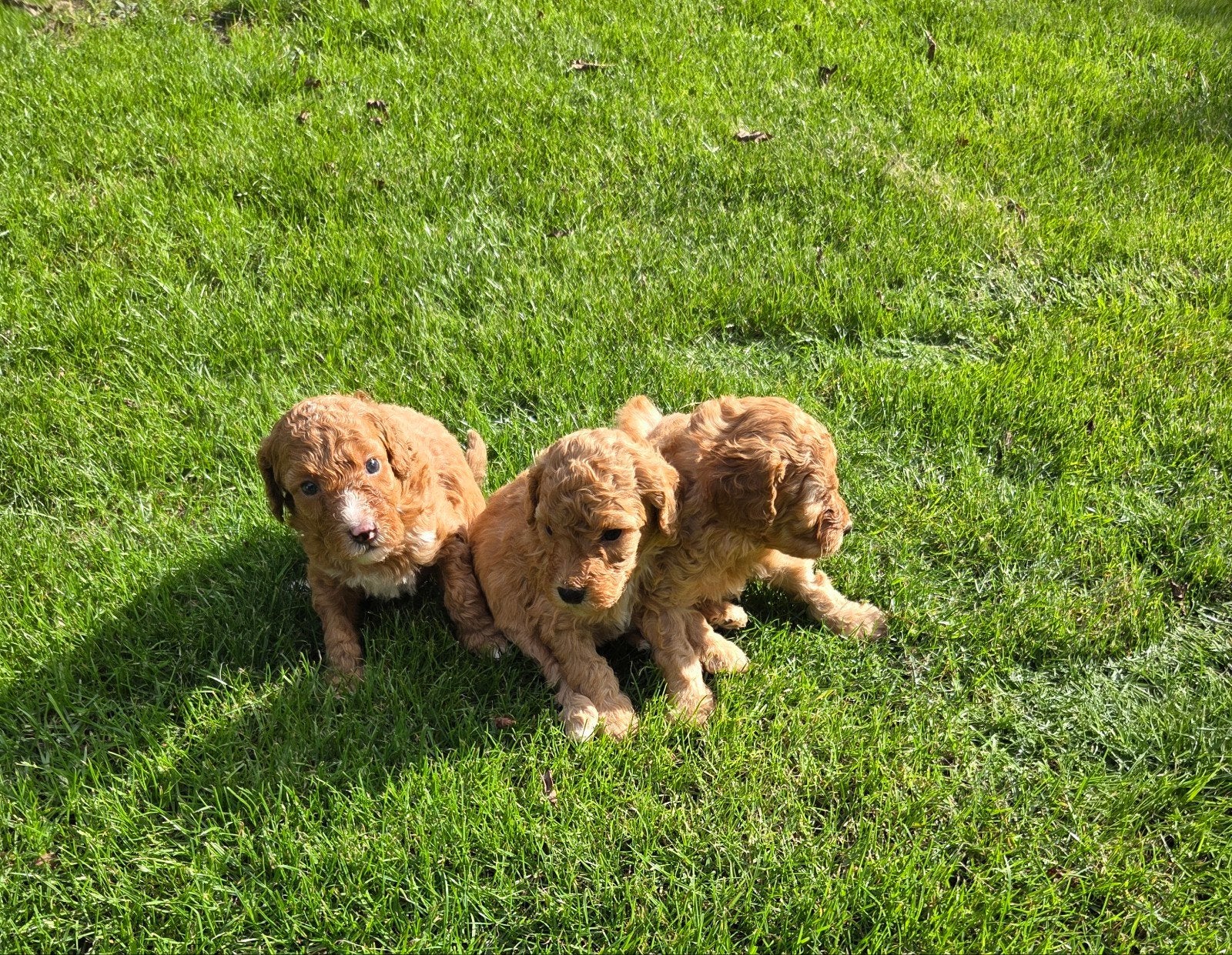 labradoodle pups mini F3 hypoallergeen abrikoos, Overige rassen, CDV (hondenziekte), 8 tot 15 weken, Meerdere