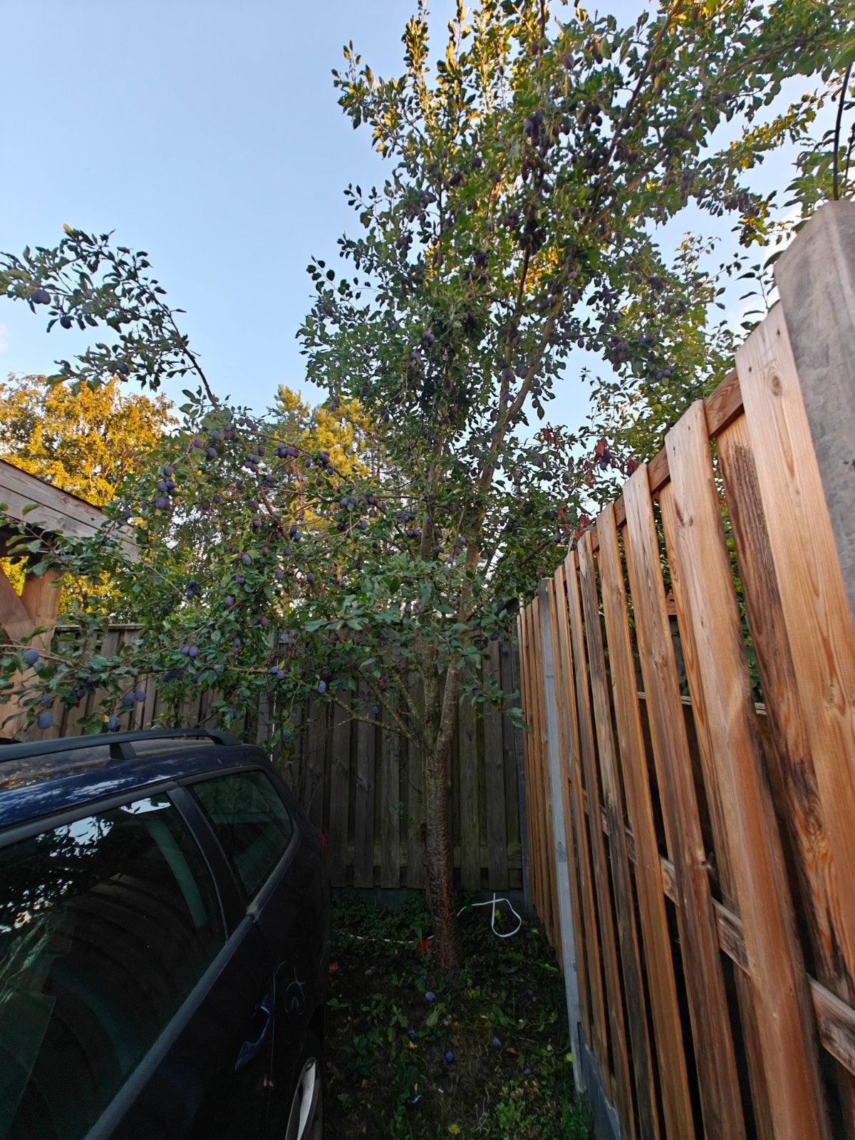 Pruimenbomen te koop - zelf ophalen, Overige soorten, Lente, 250 tot 400 cm, Ophalen