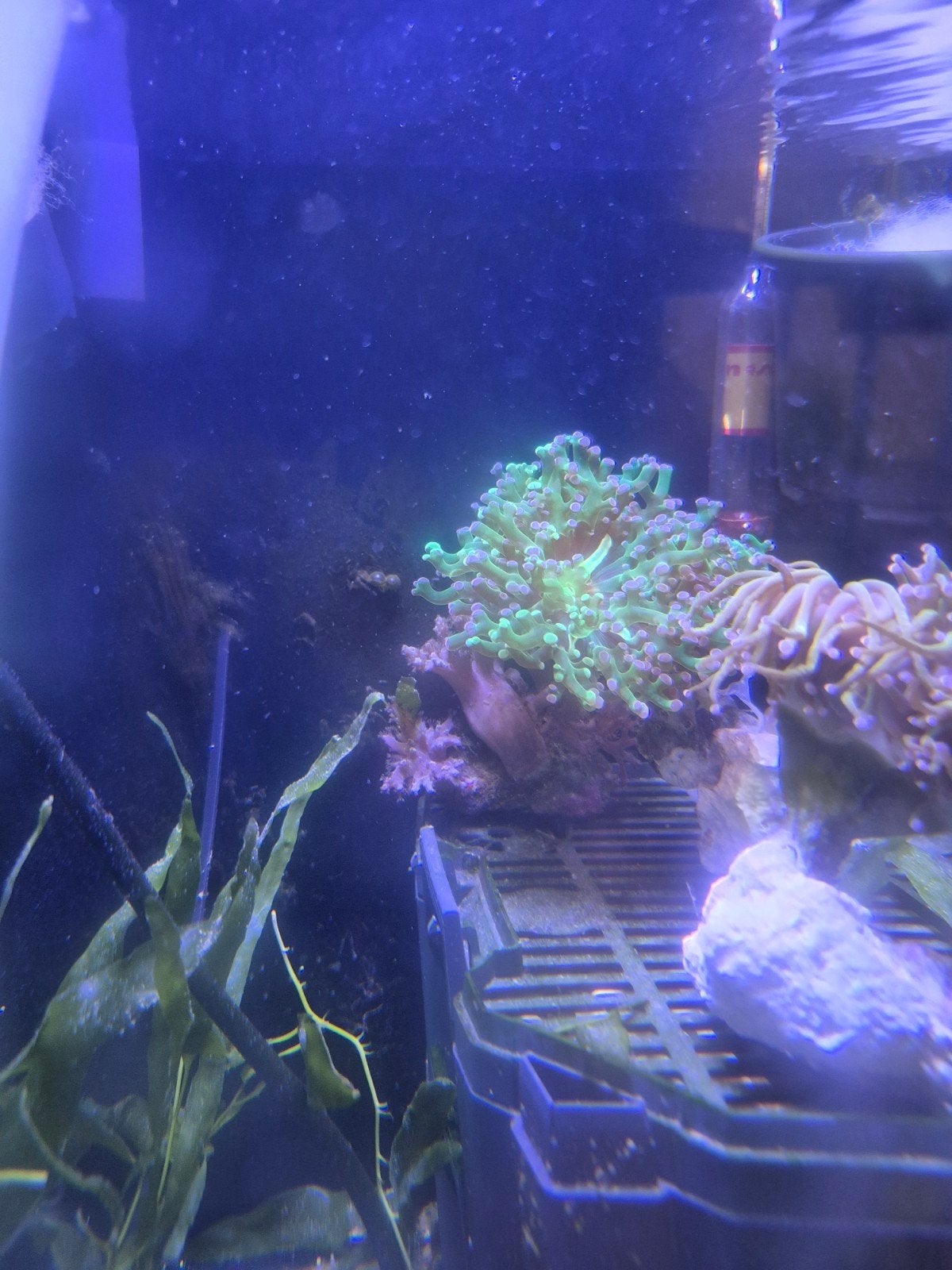 euphyllia/koraal/zeeaquarium/aquarium/zoutwater/vissen, Dieren en Toebehoren, Vissen | Aquariumvissen, Overige typen