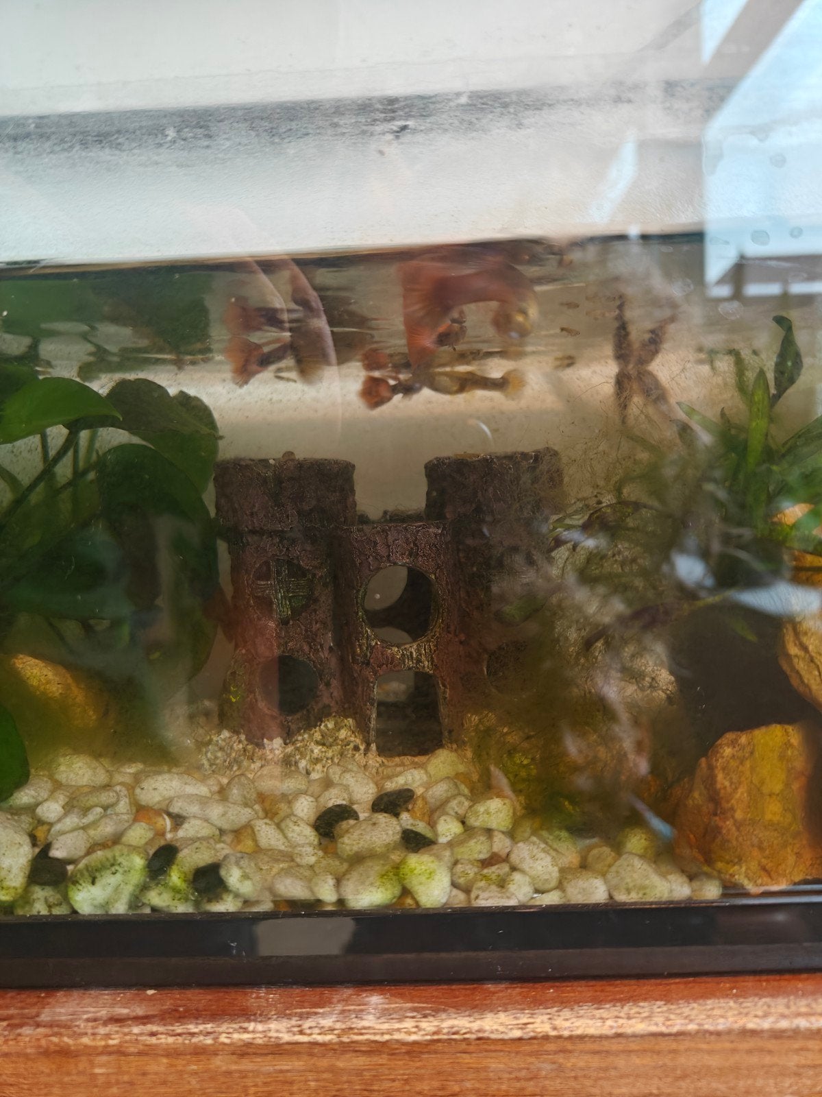babyguppies, Vis, Zoetwatervis