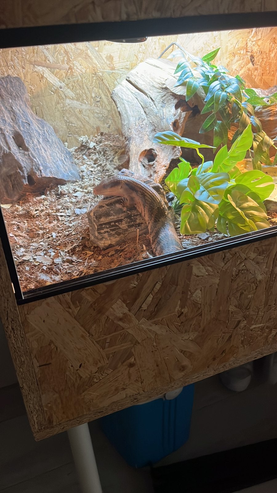 Blauwtong skink + compleet osb terrarium Blue Tongue Skink photo 6