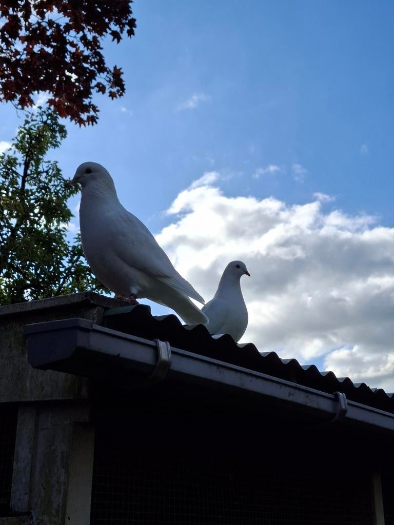 Koppel witte postduiven te koop, Dieren en Toebehoren, Vogels | Duiven, Meerdere dieren, Postduif