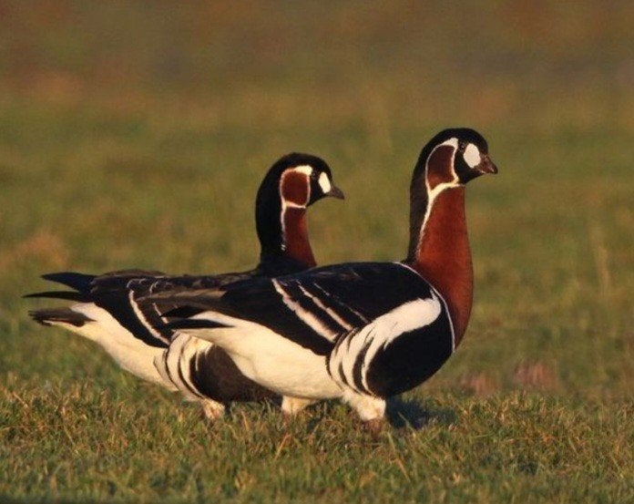 Roodhalsganzen, Mannelijk, Gans of Zwaan