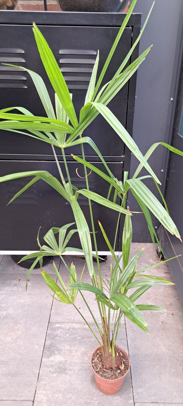 Zaailingen Trachycarpus Fortunei - Winterharde Palmboom, Tuin en Terras, Planten | Tuinplanten, Volle zon, Vaste plant, Bloeit niet