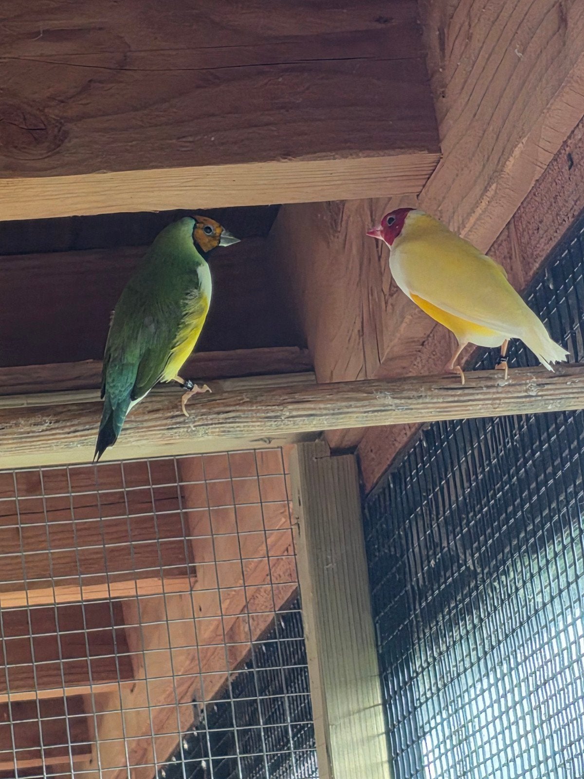 koppel goulds, Dieren en Toebehoren, Meerdere dieren, Geringd