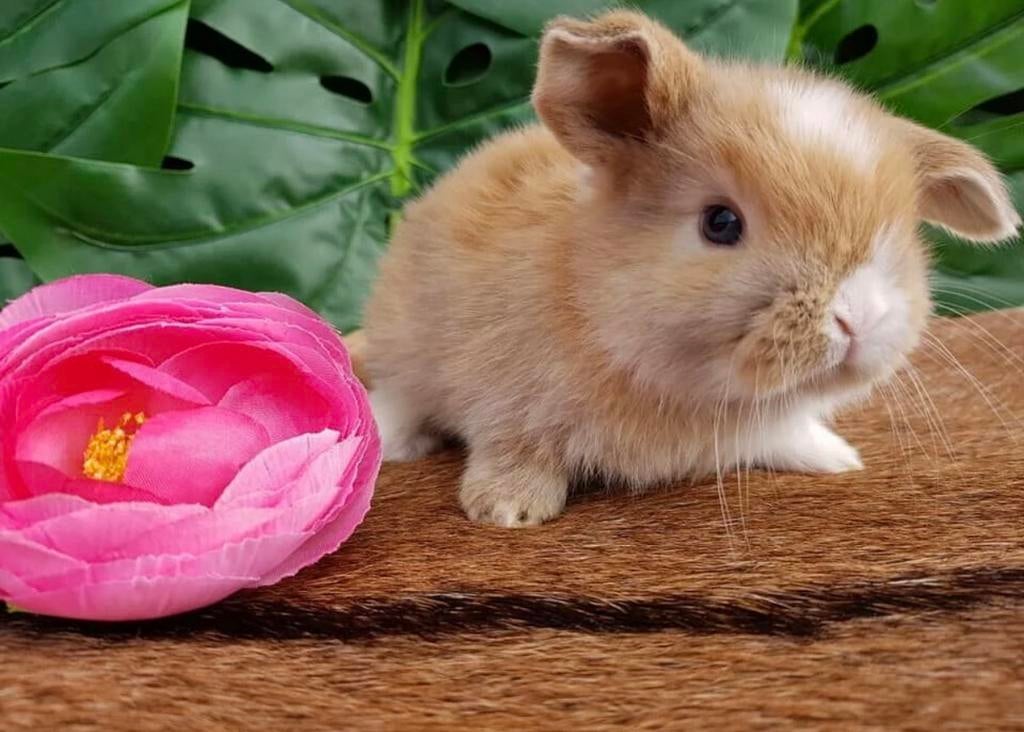 Diverse minilops beschikbaar ! ❤️ minilop hangoor konijntjes, Dieren en Toebehoren, Meerdere dieren, Dwerg, Hangoor, 0 tot 2 jaar