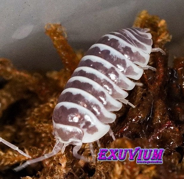 Armadillidium maculatum Chocolate pissebedden / isopods, Dieren en Toebehoren, Insecten en Spinnen, Overige soorten
