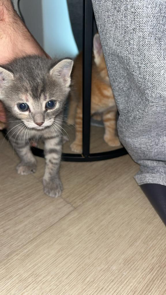 grijze kittens 8 weken oud, Ophalen, Zo goed als nieuw