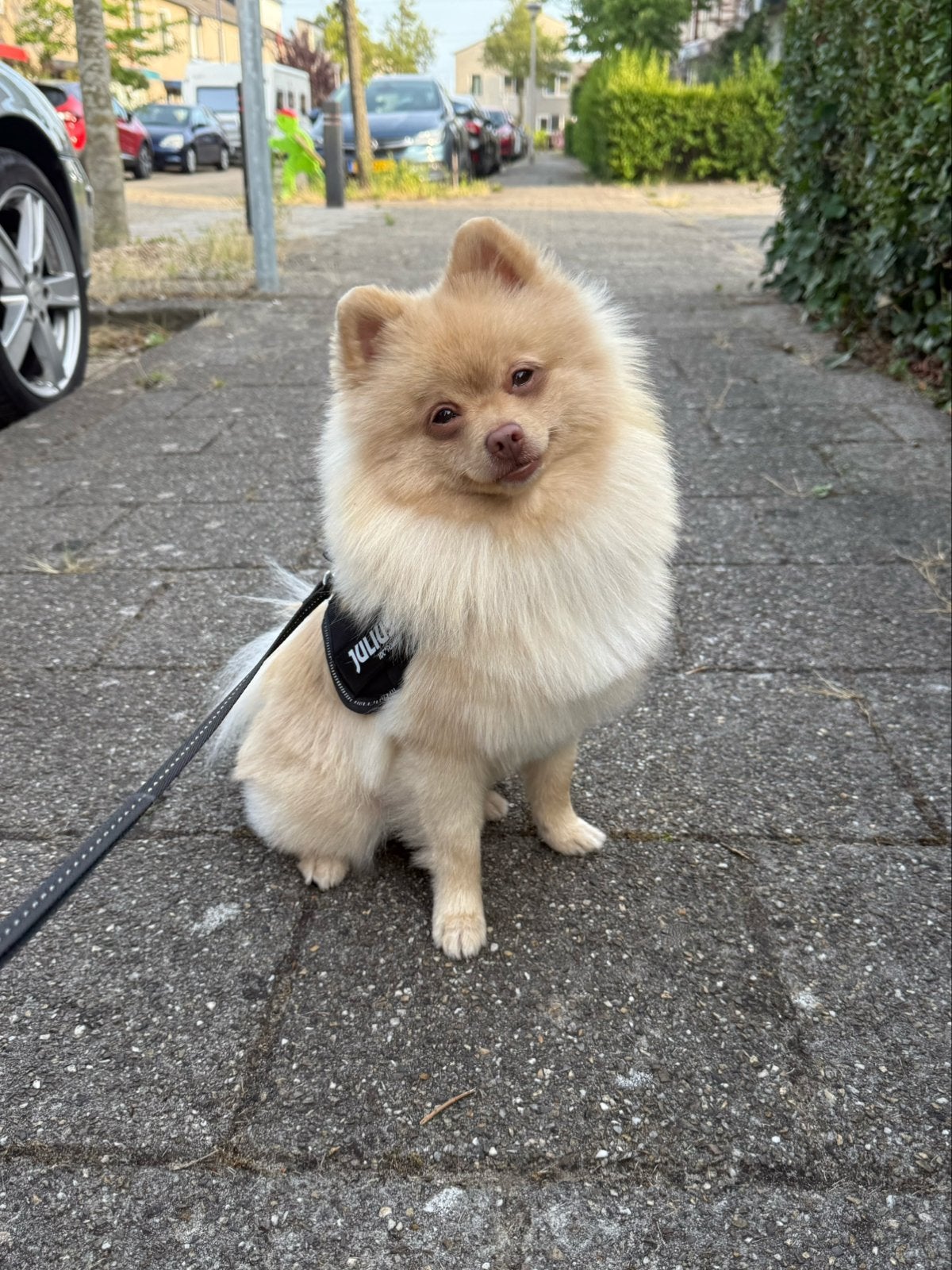 Pomeriaan ter dekking, Dieren en Toebehoren, Honden | Dekreuen, Reu, 1 tot 2 jaar, Parvo, Eén hond