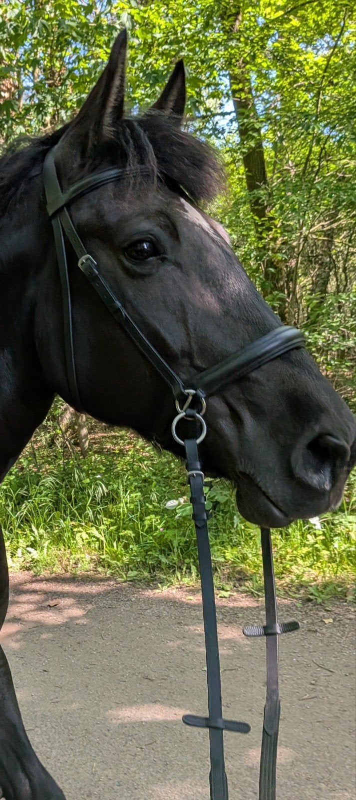 bitloos hoofdstel scawbrig, Ophalen of Verzenden, Hoofdstel, Full