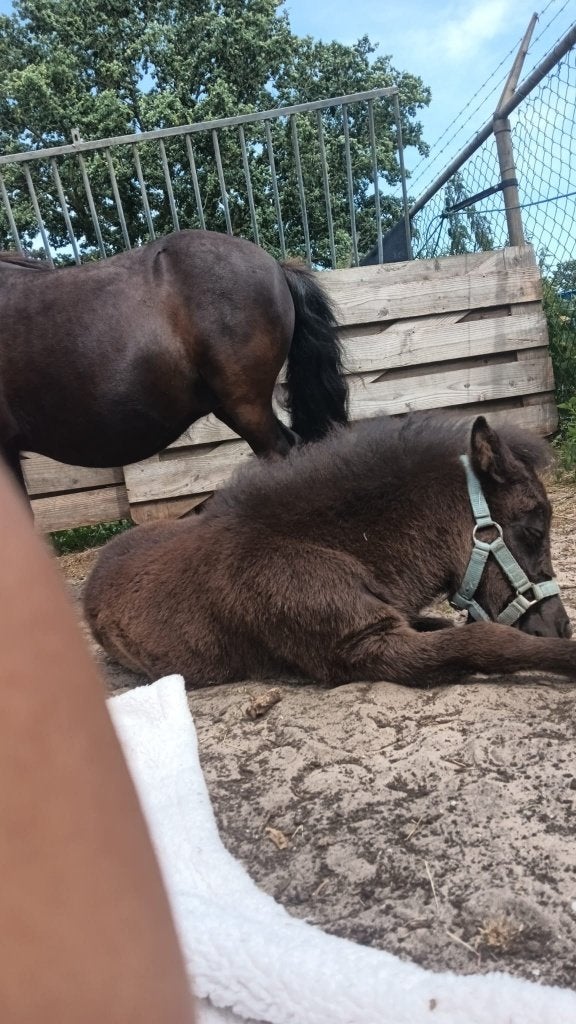 Super lief merrie veulen shetlander, Merrie, Minder dan 160 cm, Niet van toepassing, 0 tot 2 jaar
